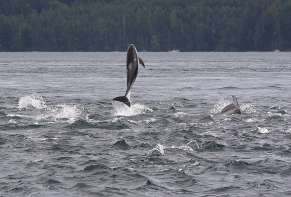 Photo of Lagenorhynchus obliquidens by <a href="http://whalesanddolphinsbc.com/">Susan  Mackay</a>